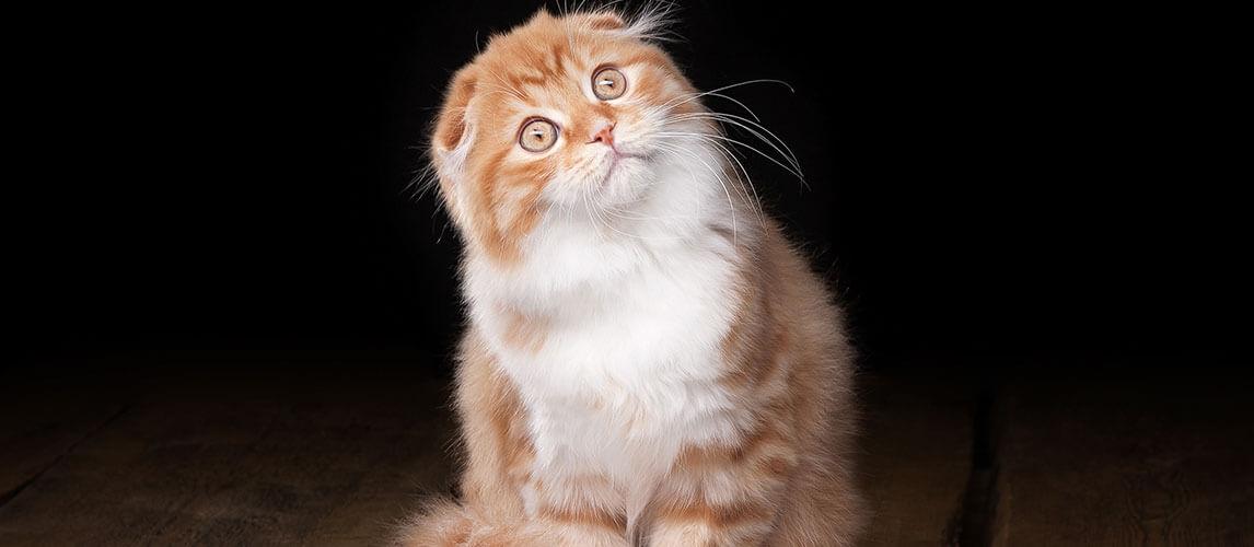 Katze mit den Ohren nach unten