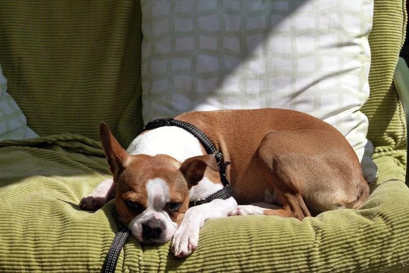 tumores cancerosos en la piel de los perros