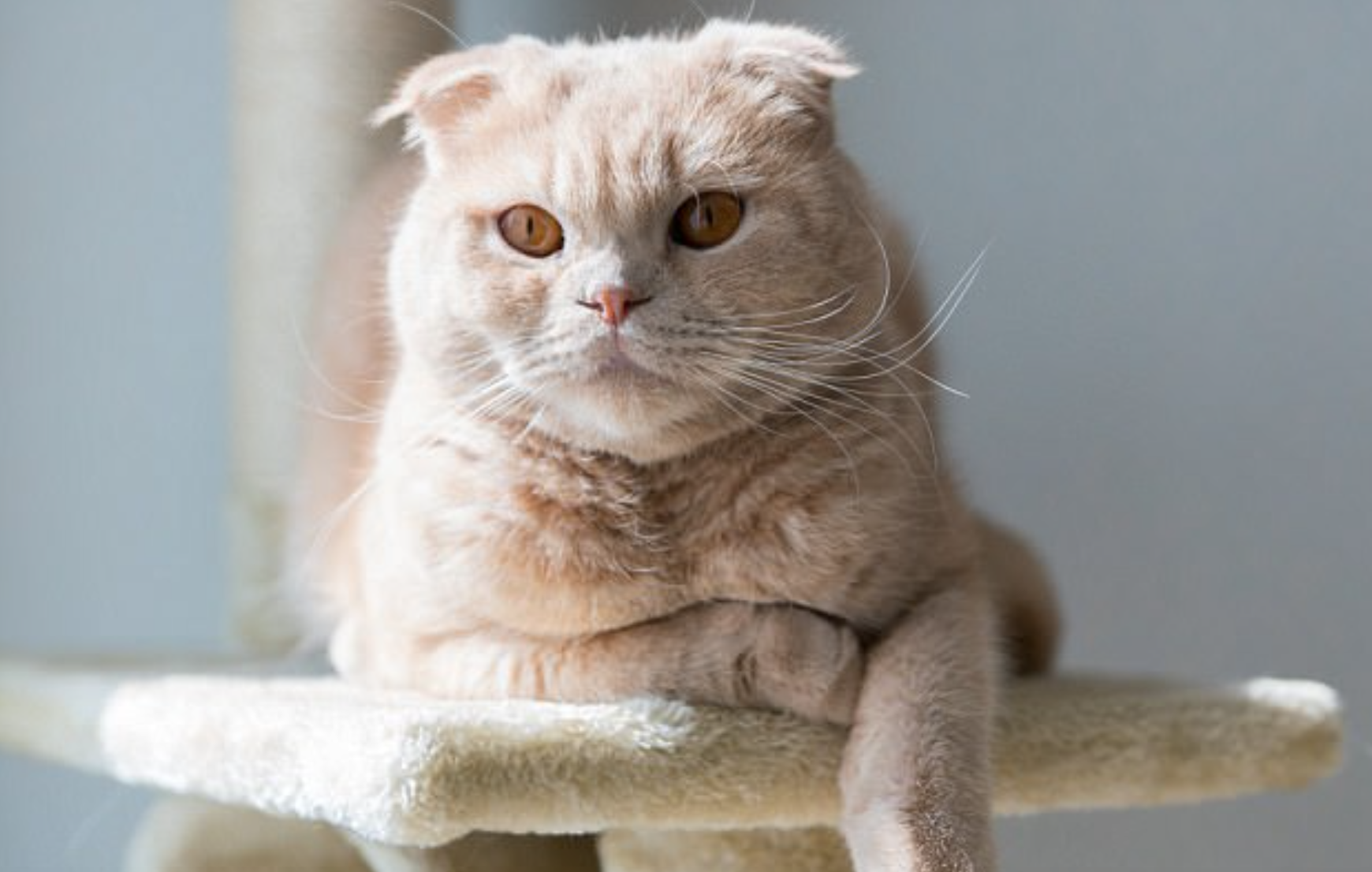 Katze mit den Ohren nach unten