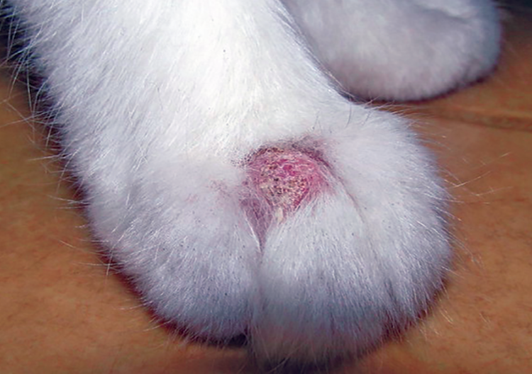 costras de gato de tiña