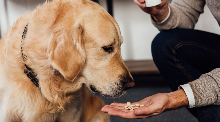 Amoxicilina para infecções de ouvido caninas: um guia completo