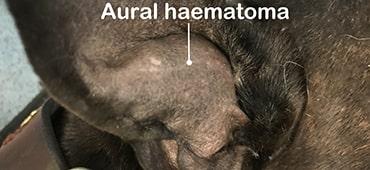 Hundeohr-Hämatom geplatzt