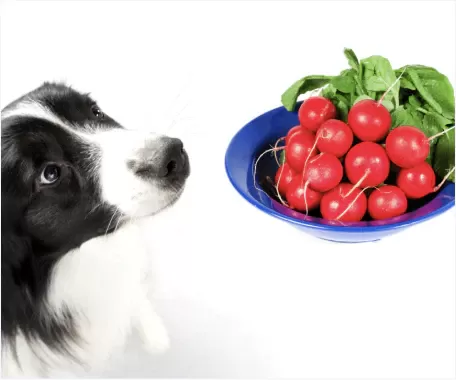 Les chiens peuvent-ils manger des radis ? Un guide complet
