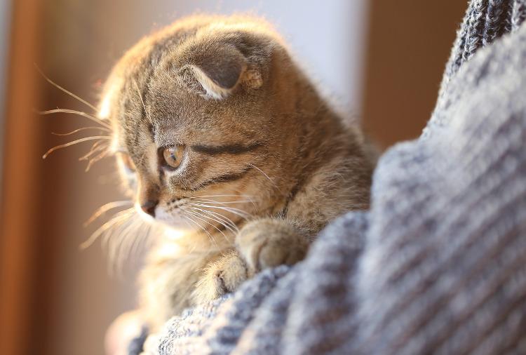 Cat With Ears Down: What It Means & Fascinating Facts