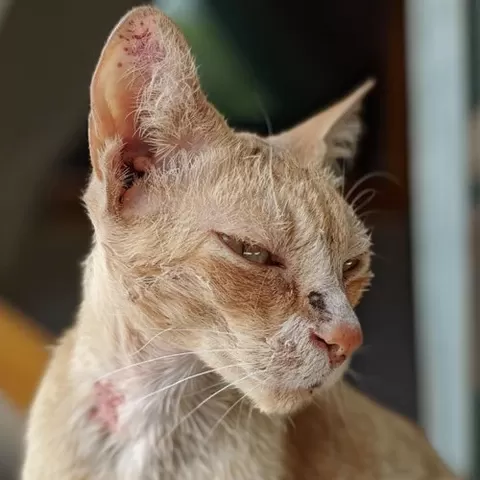 kedi kulağında saçkıran