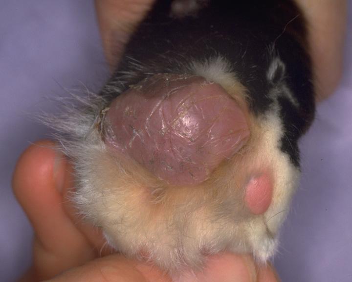 Patte enflée