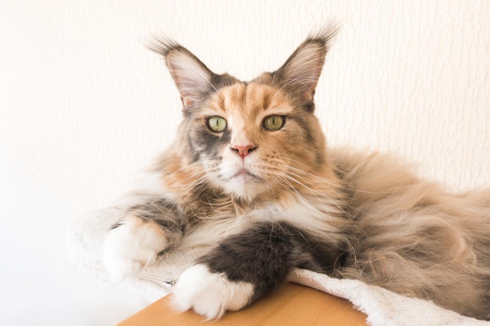 Touffes d’oreilles chez les chats domestiques : tout ce que vous devez savoir