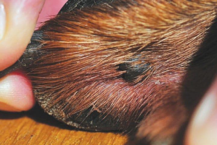 tumores cancerosos en la piel de los perros: melanomas en los perros