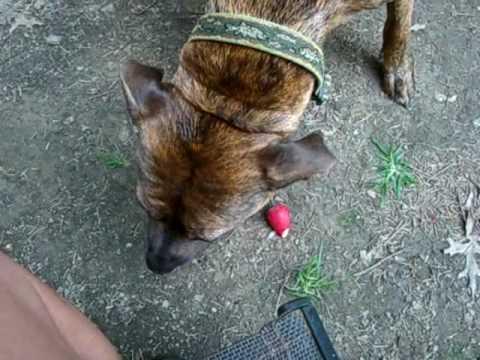 can dogs eat radishes