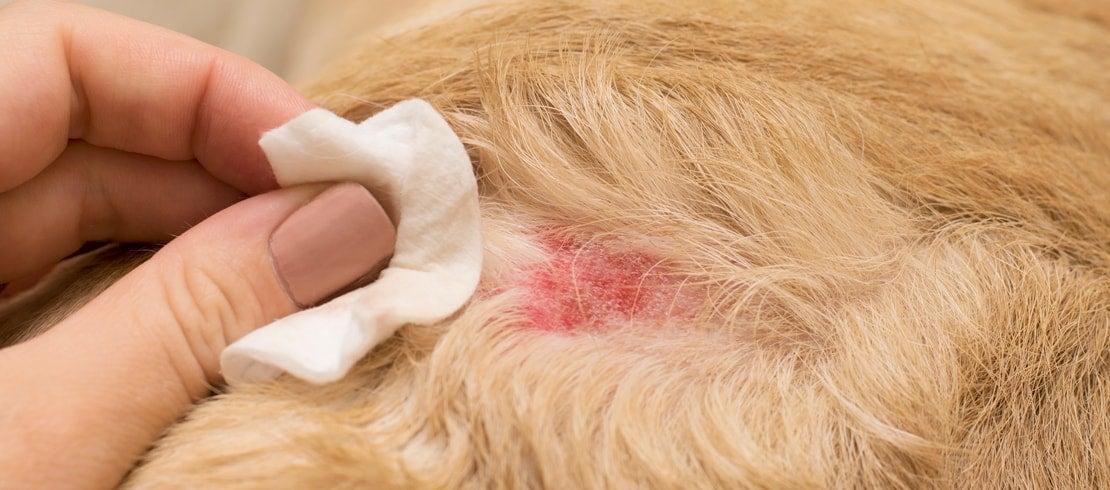 Köpeklerde Pire Alerjisi Dermatiti