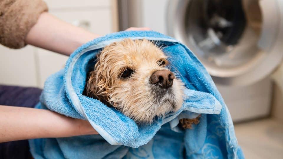 chien nettoyé à sec