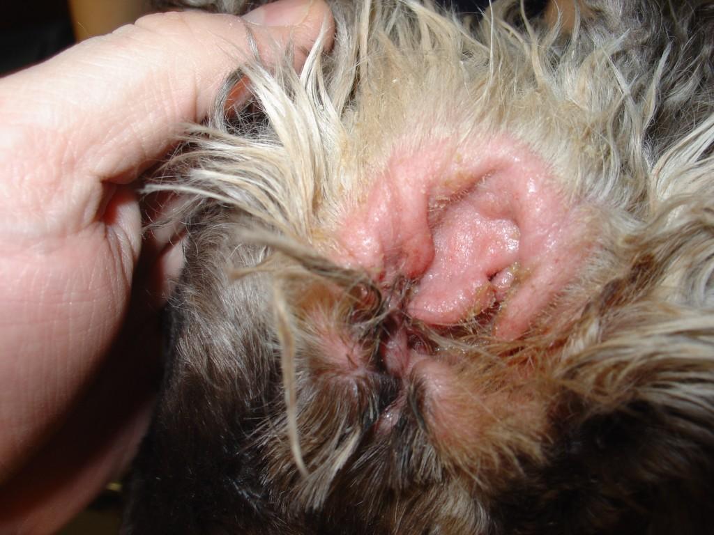 Entendendo por que a orelha do seu cachorro está molhada por dentro