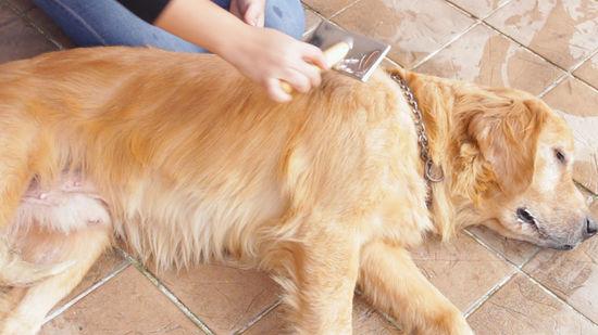 köpek yağlı kürk