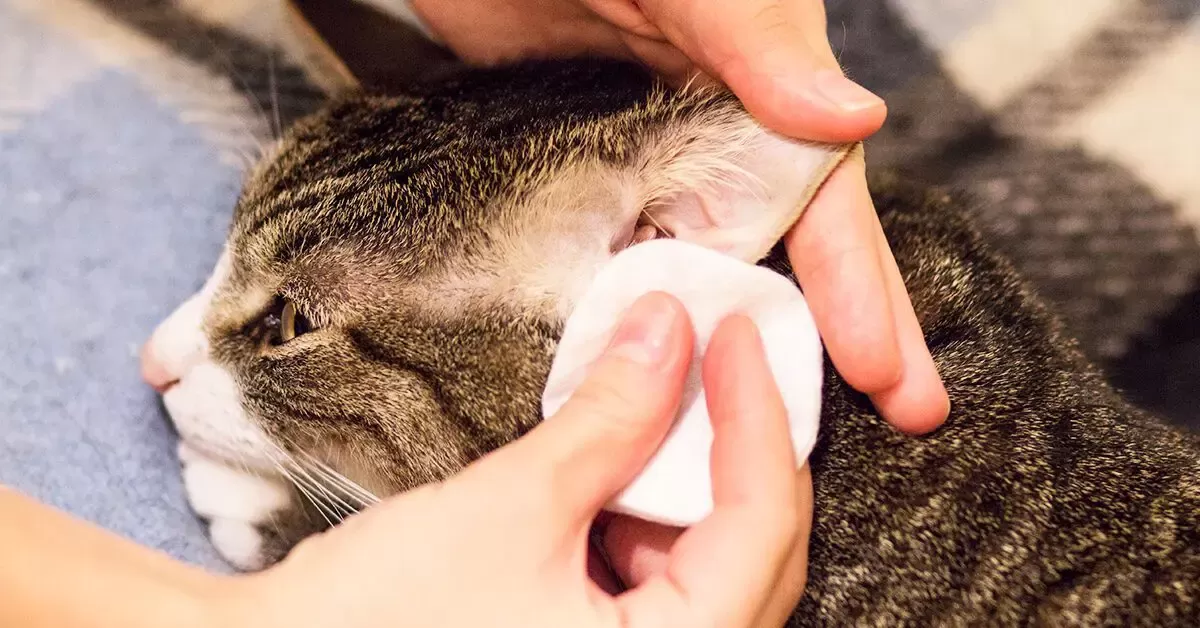Limpando as orelhas dos gatos com ácaros: dicas para donos de gatos