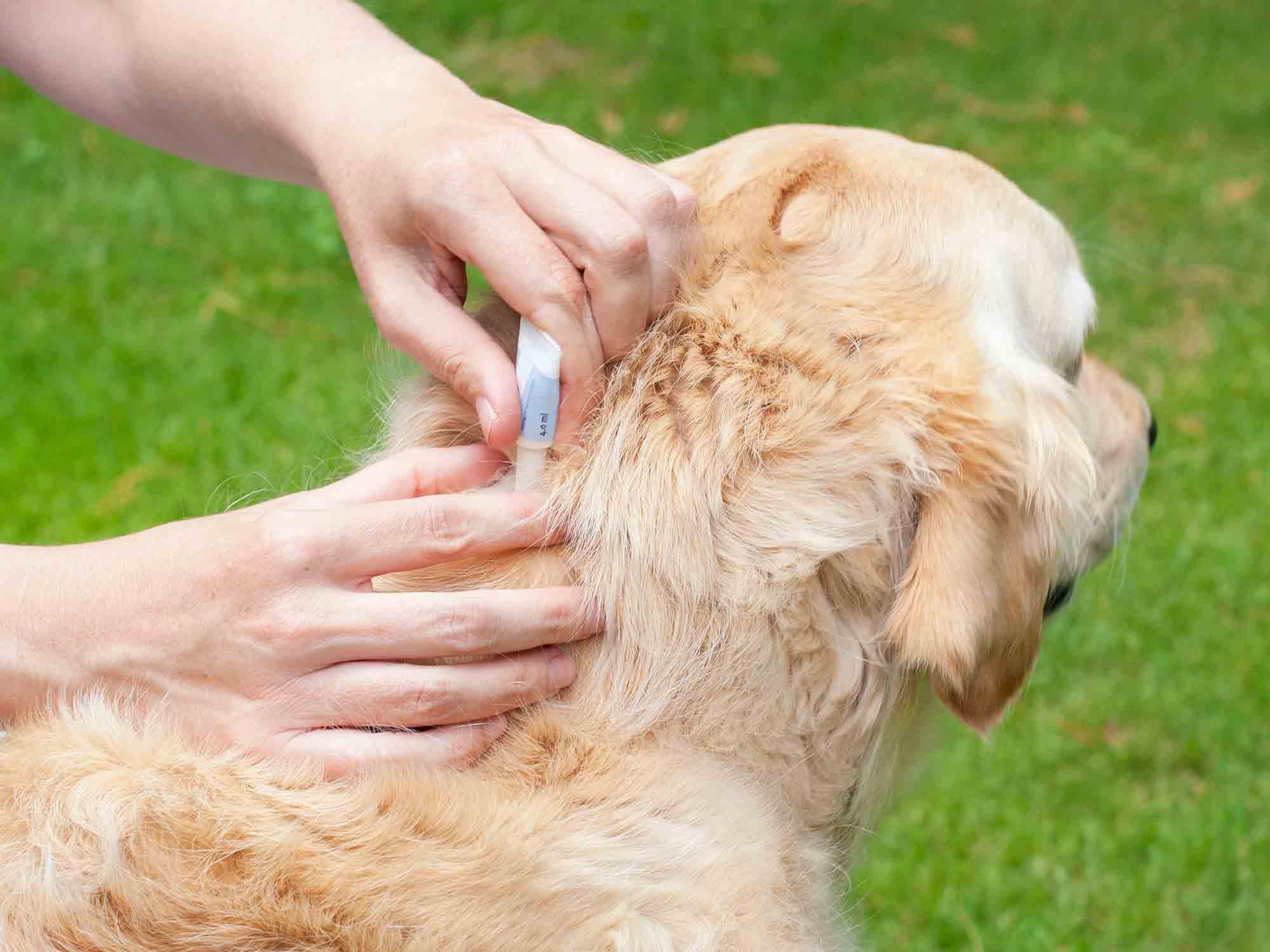 costra dentro de la oreja del perro