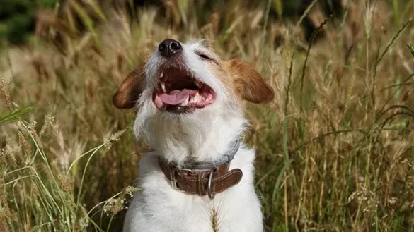 Hundeohren riechen