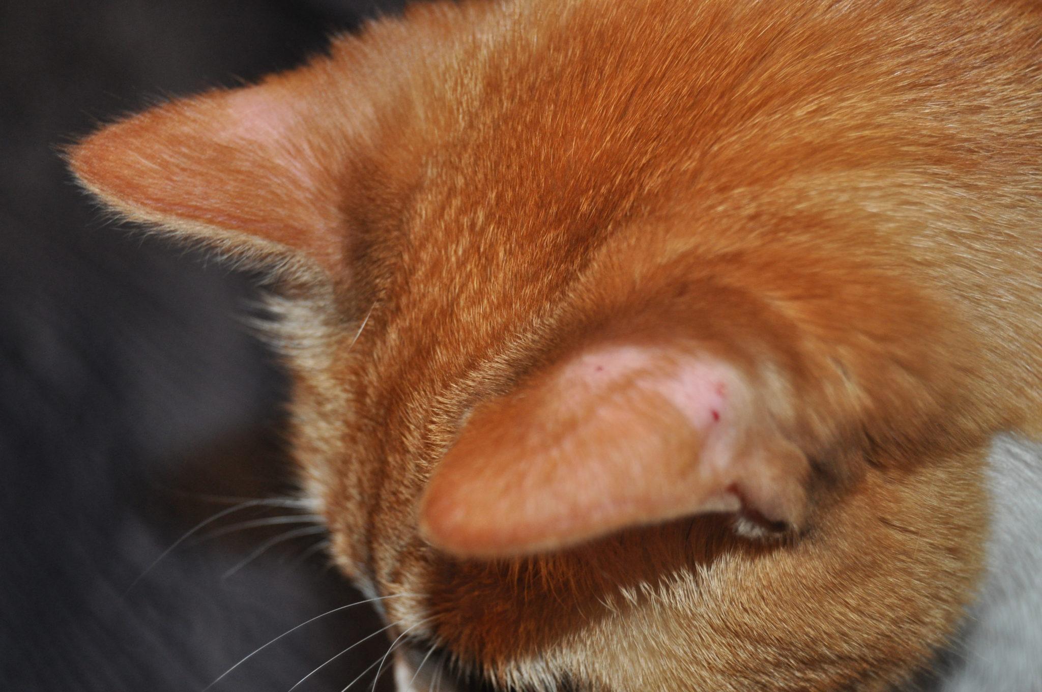cat alopecia ears​