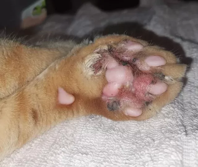 kedi deri mantarı enfeksiyonu