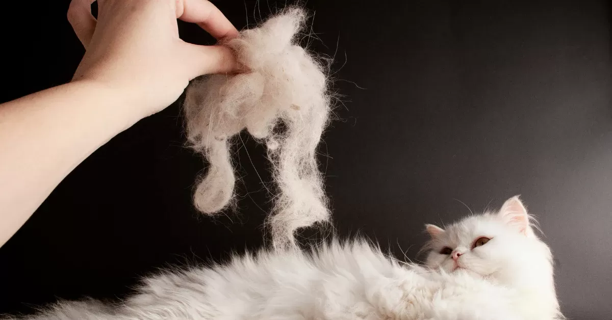 kedi kışlık mont ve yazlık mont