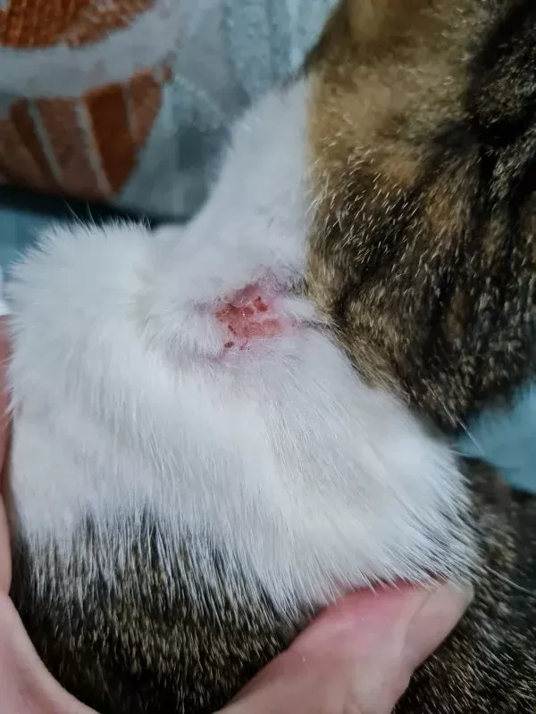 Kedi Deri Ülserleri: Kedinizin Daha Hızlı İyileşmesine Nasıl Yardımcı Olabilirsiniz?