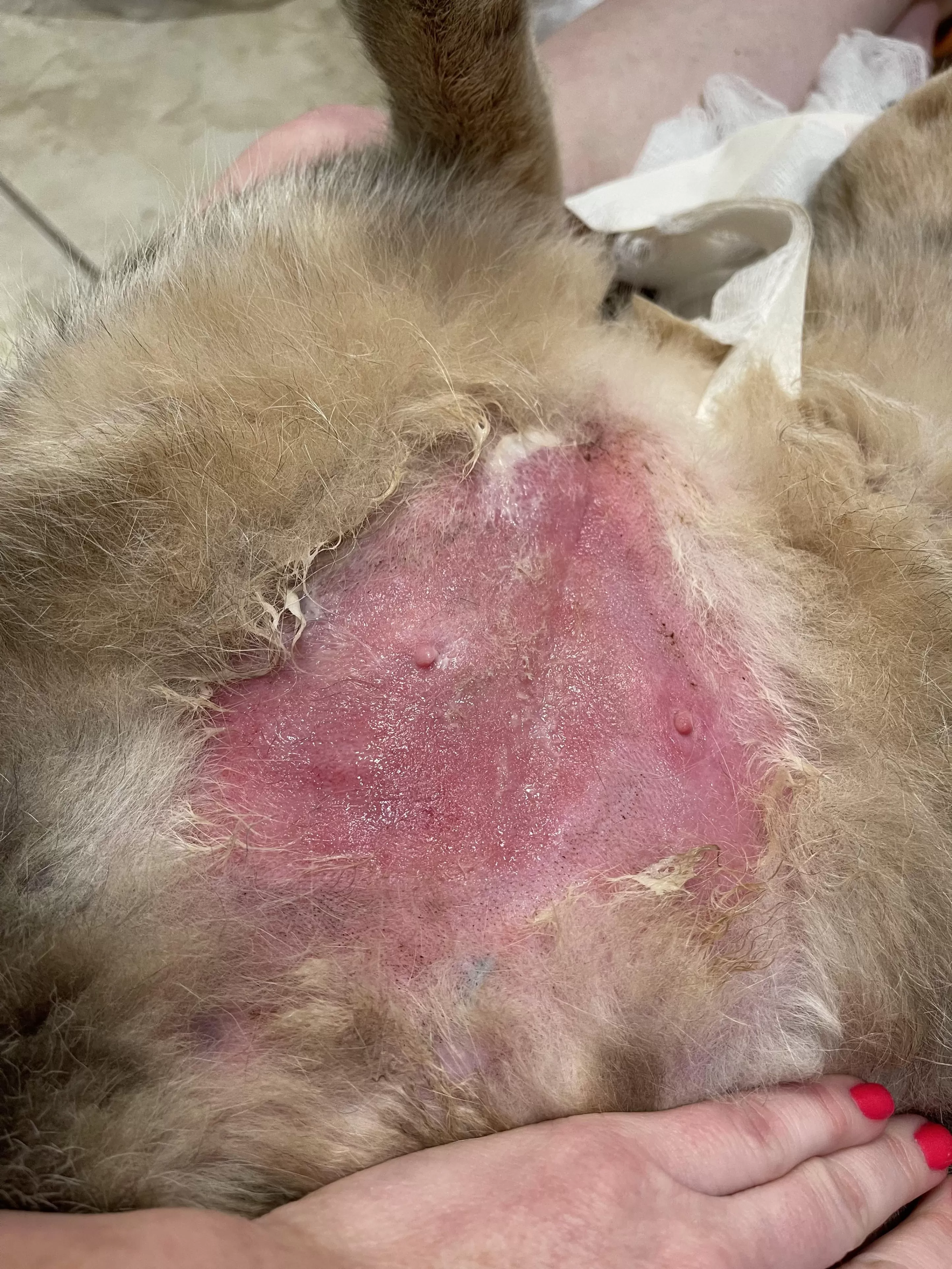 Gato lamiéndose en carne viva