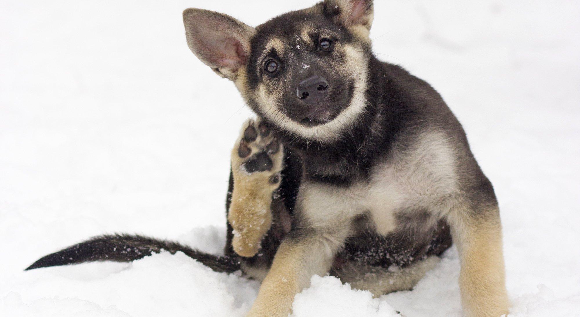 chiens qui démangent en hiver