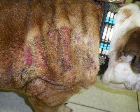 Dog Scratching Skin Raw: Causes, Treatments, and Healing Guide