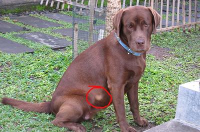 tumores cancerosos en la piel de los perros: Lipomas