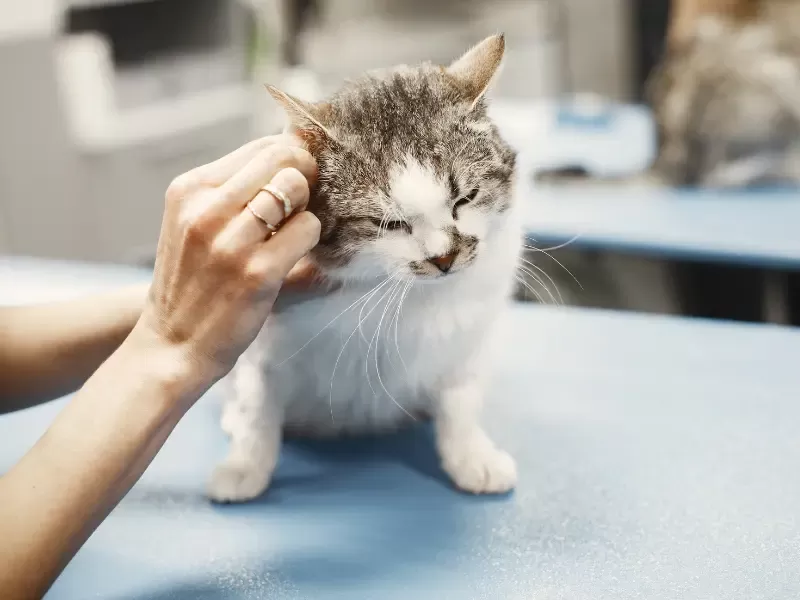 el gato sacude la cabeza pero las orejas están limpias
