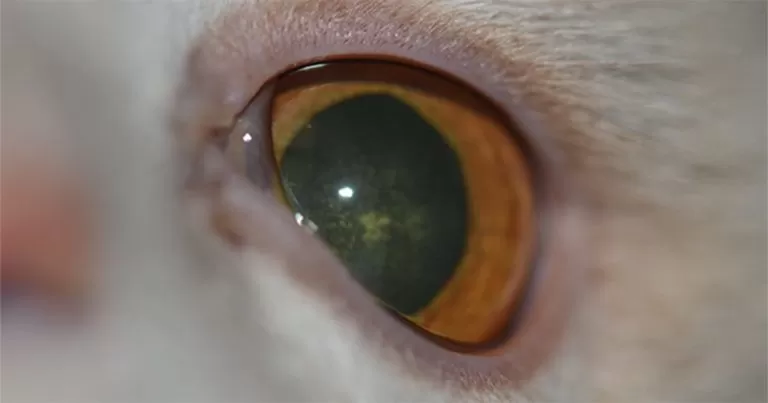 Nystagmus bei Katzen
