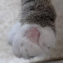 costras de gato de tiña