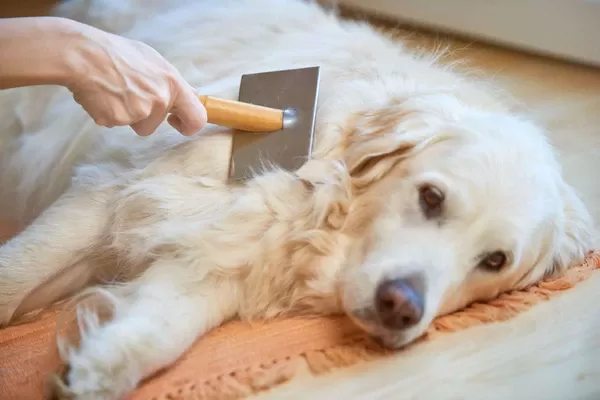 ¿los perros mudan más en el verano