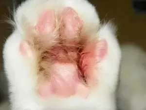 Katzenpfoteninfektion: Leitfaden für die Pfotengesundheit