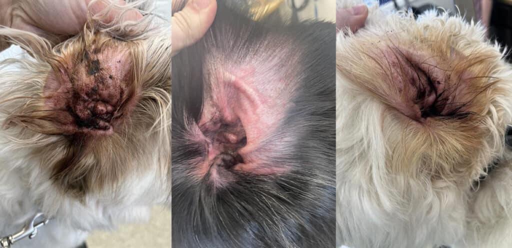 Oreille de chien rouge à l’intérieur