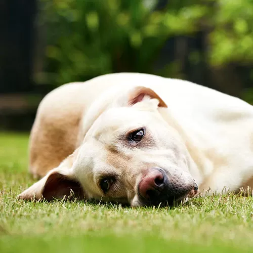 infección renal en perros