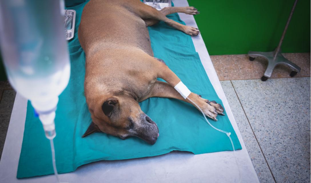 kidney insufficiency in dogs