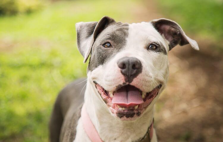 pitbull ear docking