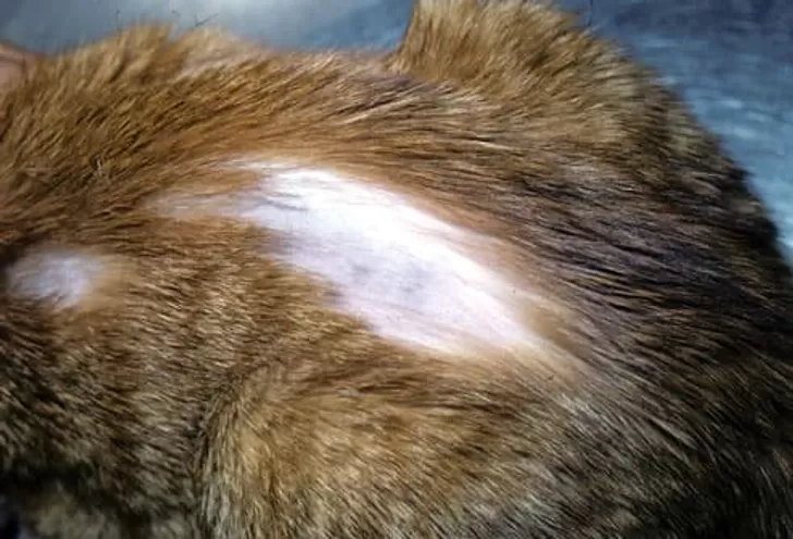 Warum hat meine Katze eine Glatze