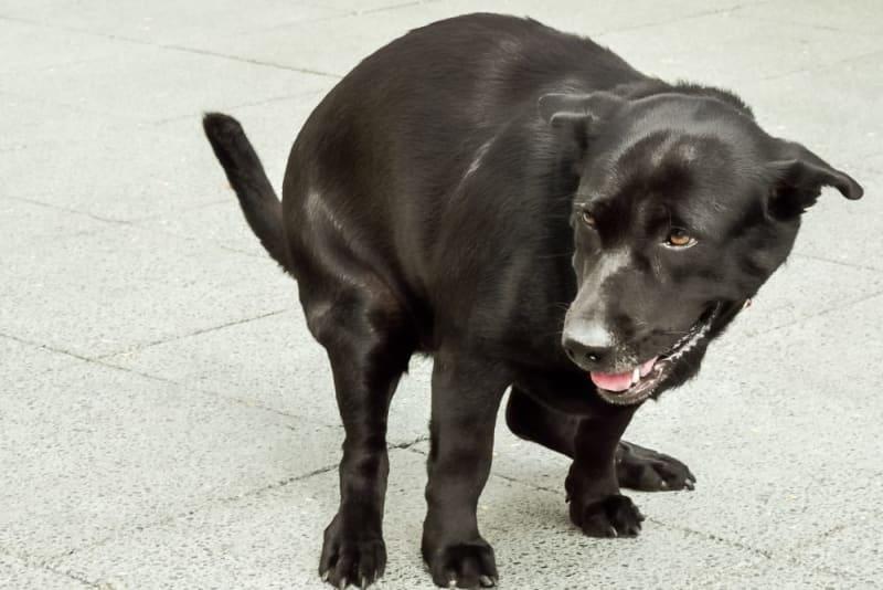 infección renal en perros
