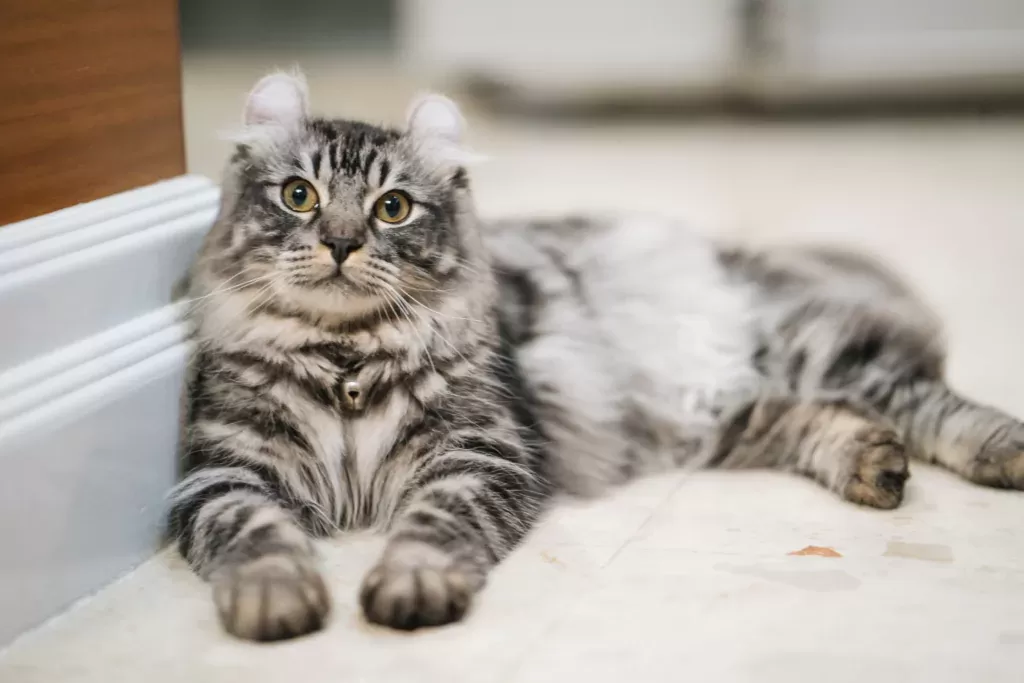tufos de orelha em gatos domésticos