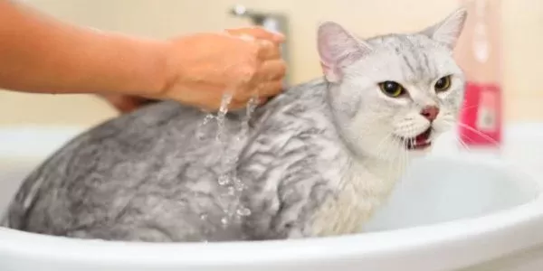 chat tremble après le bain