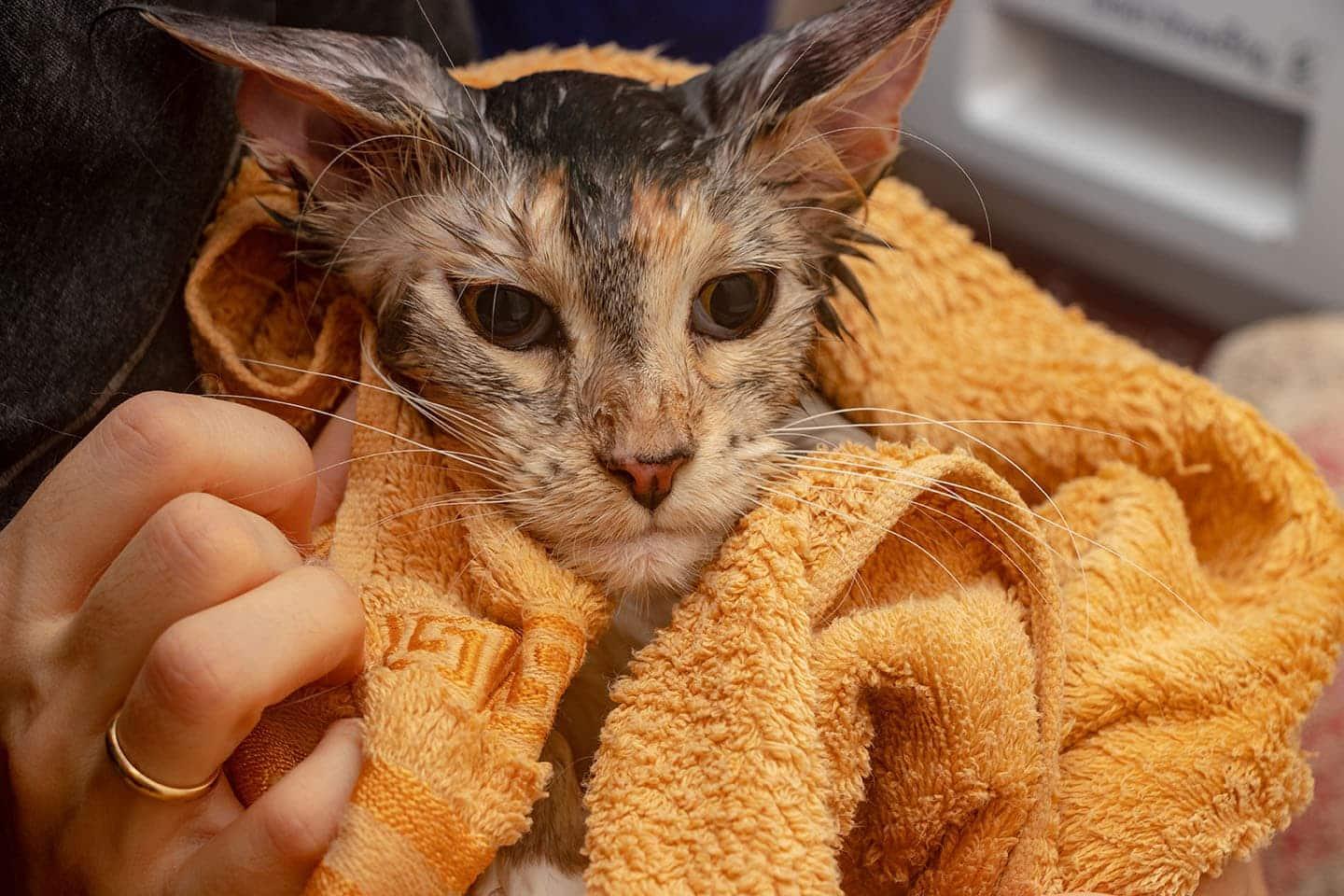 how to dry clean a cat​