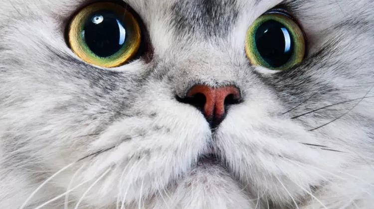 Nystagmus in Cats: A Full Guide