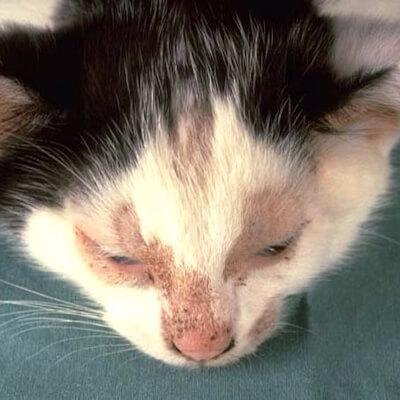 köpeklerde mantar enfeksiyonları