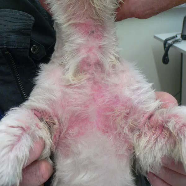 Taches chauves sur les chiens