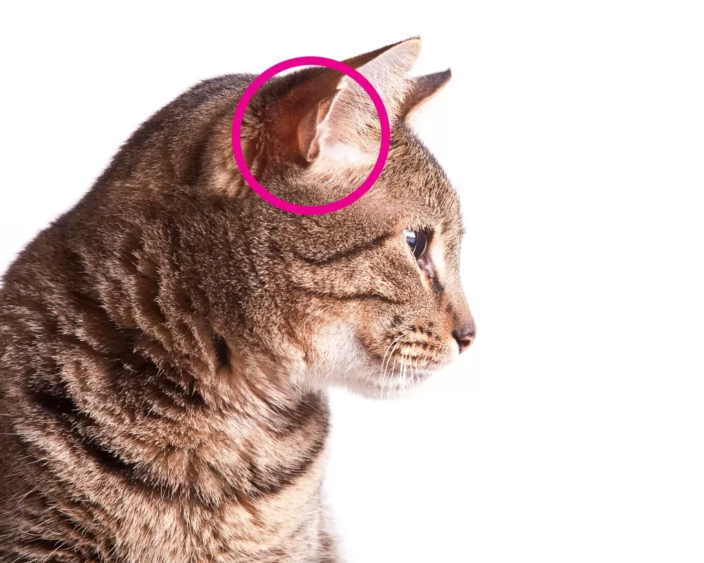 Entendendo as fendas nas orelhas dos gatos
