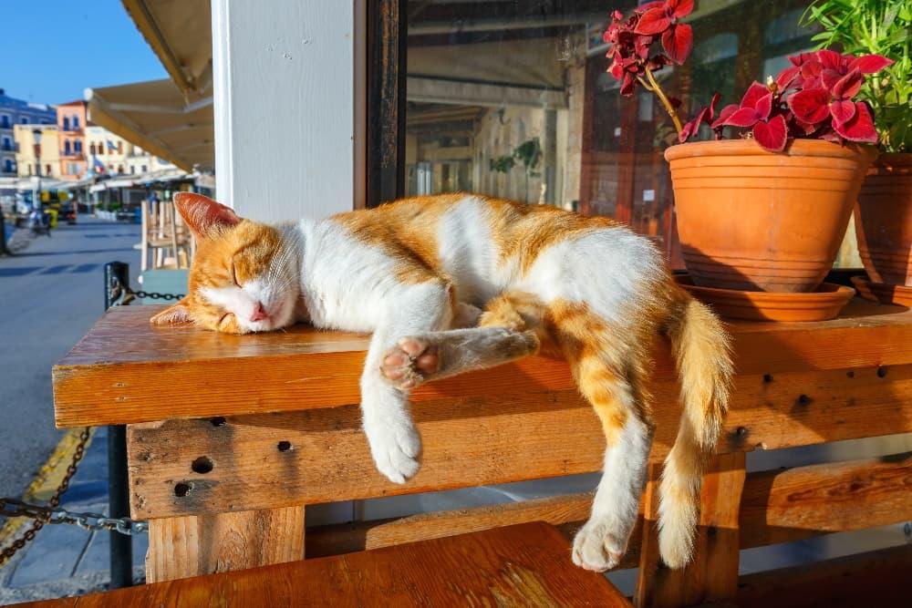 os gatos superaquecem no verão