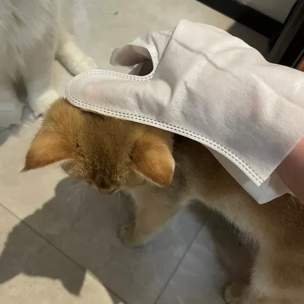 how to dry clean a cat​