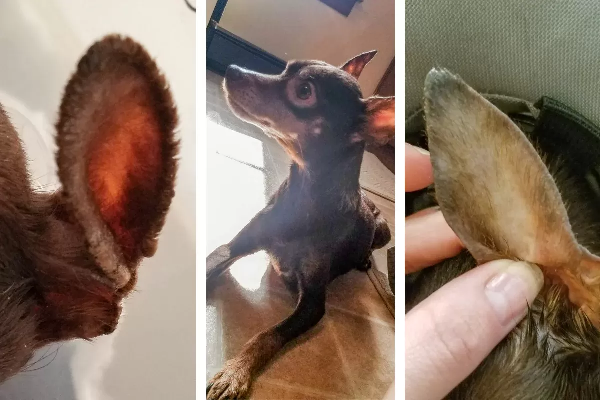 orelhas secas de cachorro