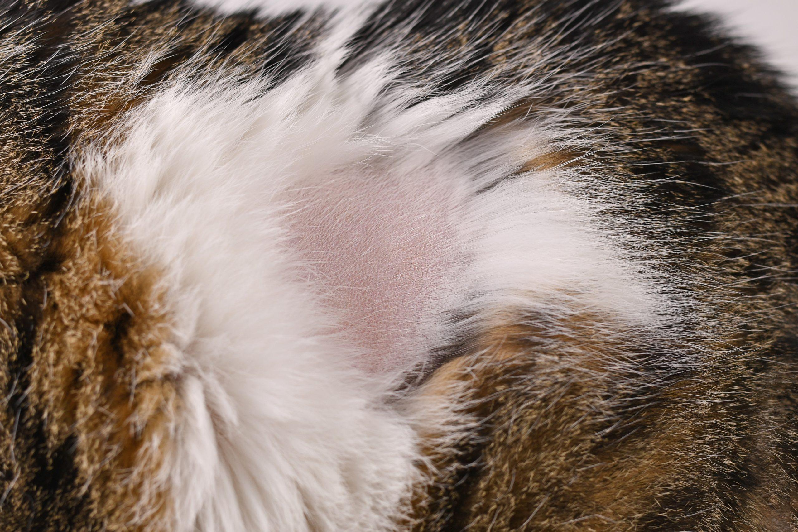 Warum hat meine Katze eine Glatze?